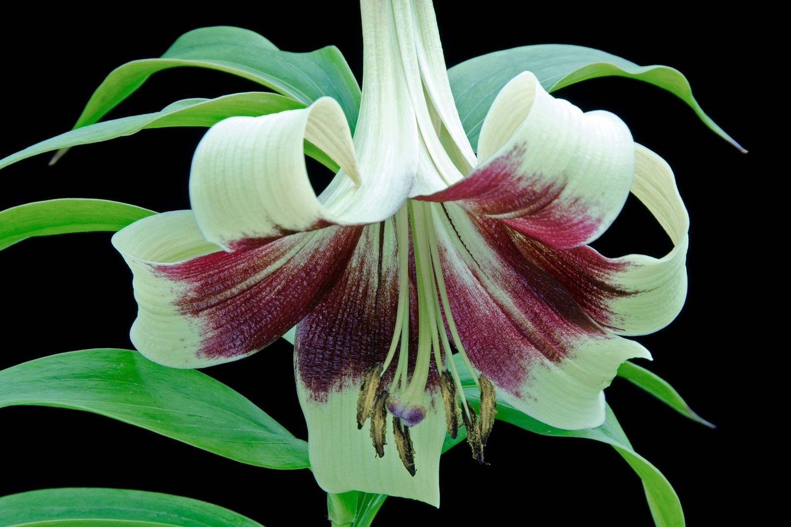 5 NEPAL LILY Green & Maroon Lilium Nepalense Fragrant Flower Seeds *CombinedShip