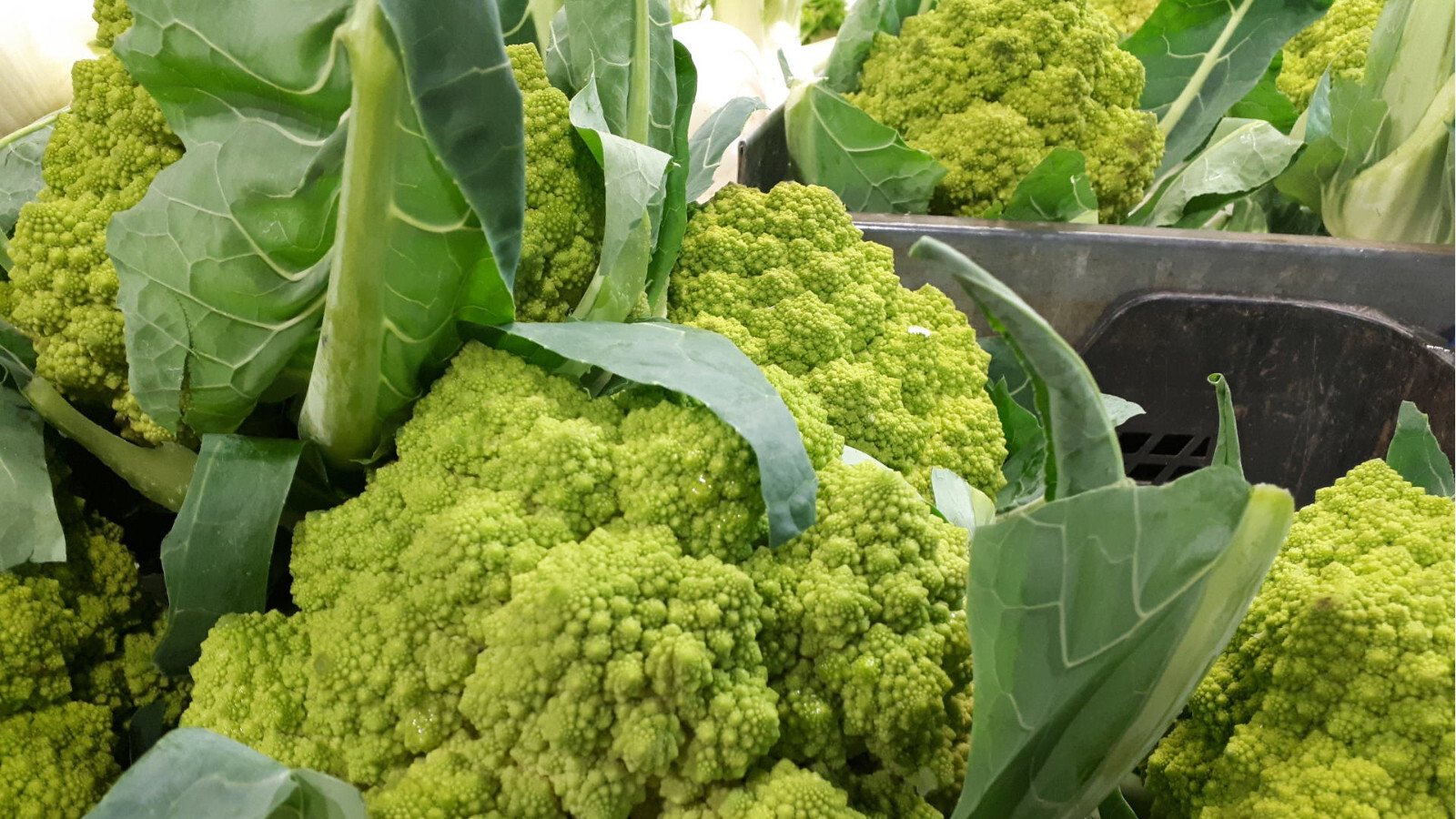 Romanesco Broccoli Seeds (100) / ORGANIC / FLORIDA GROWN / DELCIOUS AND RARE