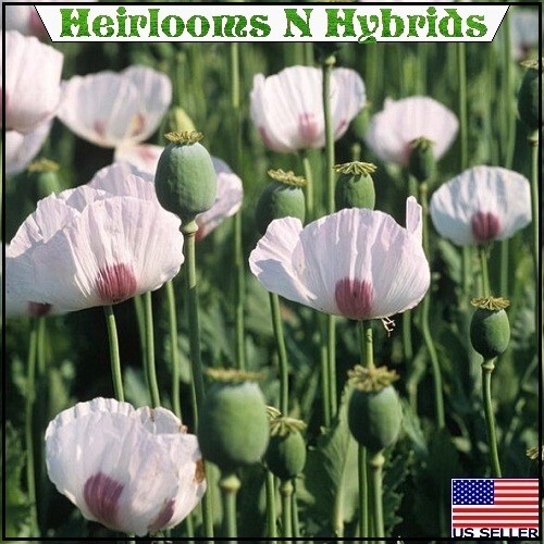 Mixed Organic P Somniferum Poppy Seeds Hungarian, Czech, Dutch, Turkish 10,000