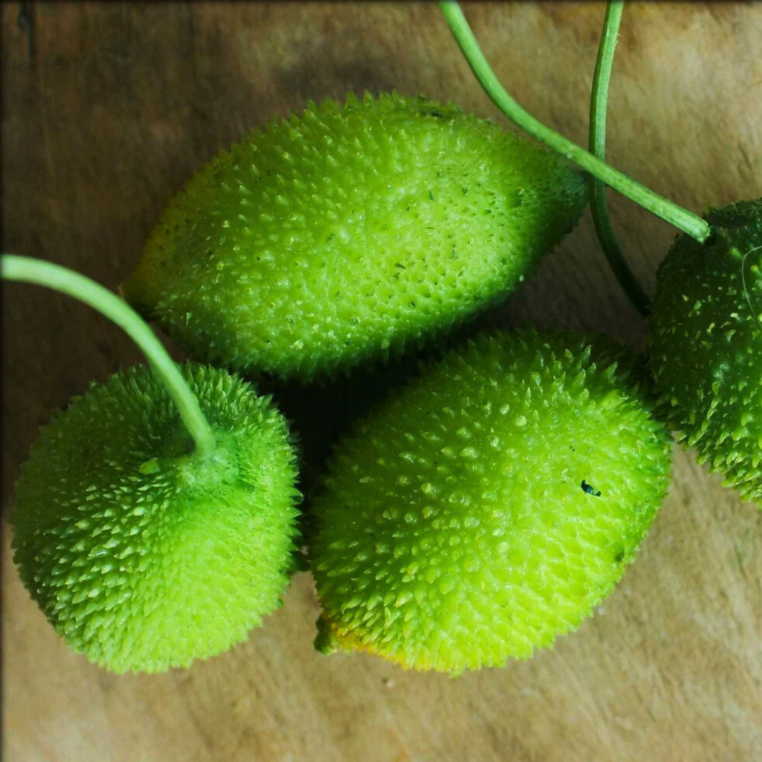 Fresh Kantola | 10 Seeds | Spiny Gourd | Kakrol | Heirloom Non-GMO | Asian Seeds