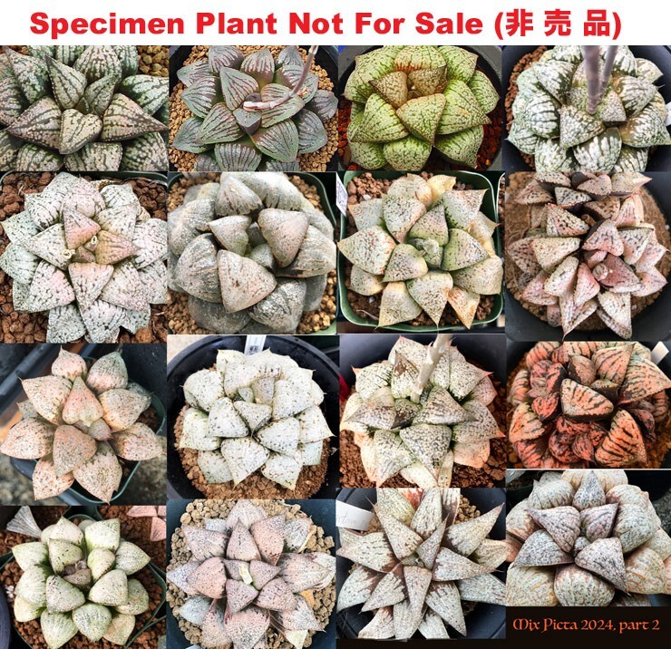 100 seeds – Haworthia picta Hybrid mixed seeds from 2024, HYBD-1002-2024