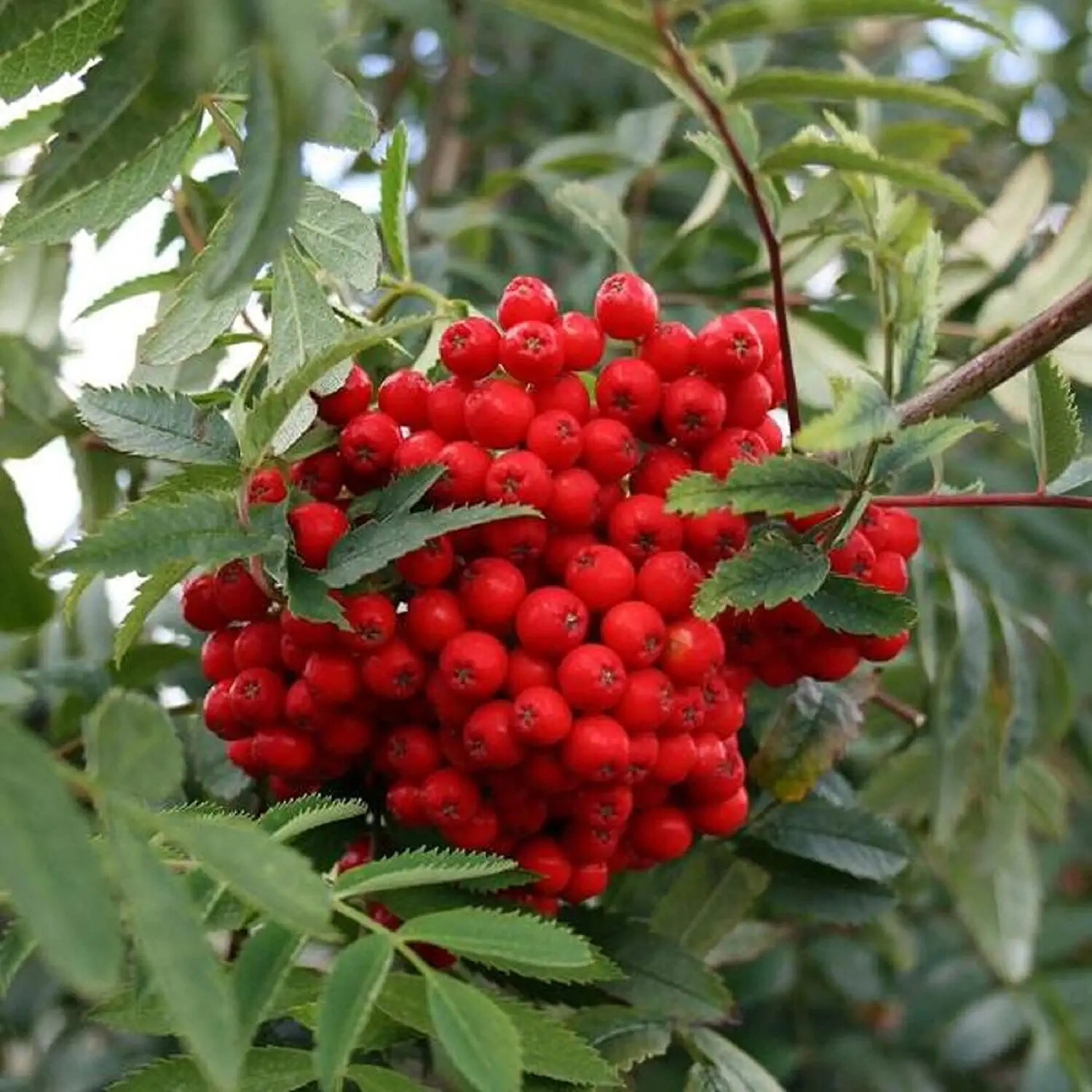 10 Mountain Ash Seeds for Planting Sorbus Aucuparia