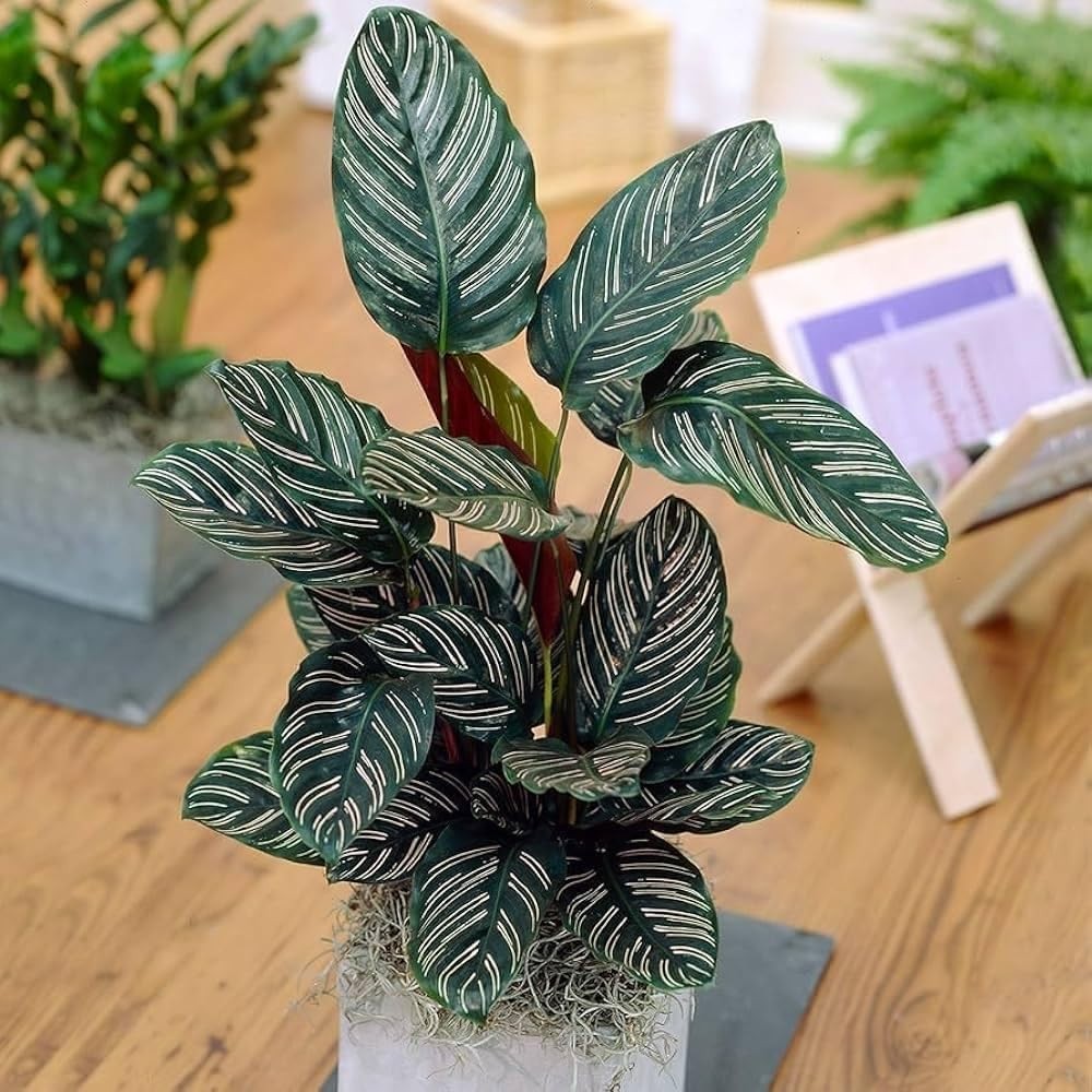 100pcs Green Calathea Plant Seeds for Planting, Tropical Foliage Seeds for In…