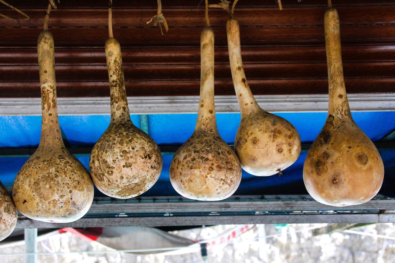 30 DIPPER GOURD Siphon Gourd Green Lagenaria Siceraria Vegetable Seeds *Comb S/H