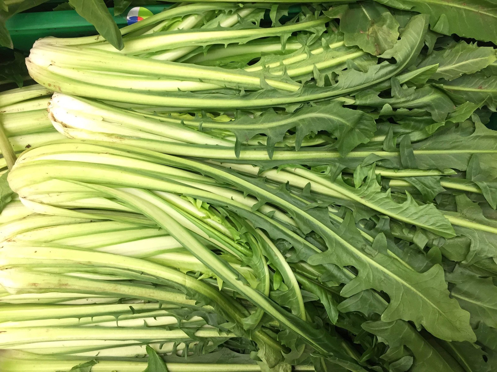 800 EMERALD CATALOGNA ENDIVE Italian Chicory Cichorium Endivia Seeds *Flat S/H