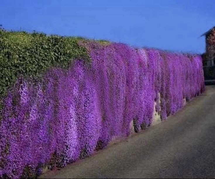 300 PURPLE ROCKCRESS SEEDS (Aubrieta deltoidea) Ground cover, Perennial USA