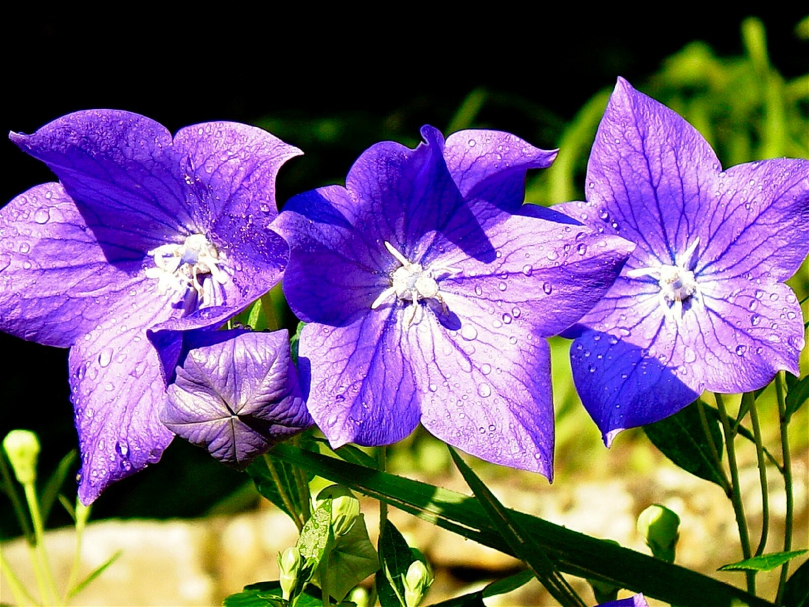 200 Balloon Flower Seeds – Platycodon grandiflorus Chinese Bellflower Perennial