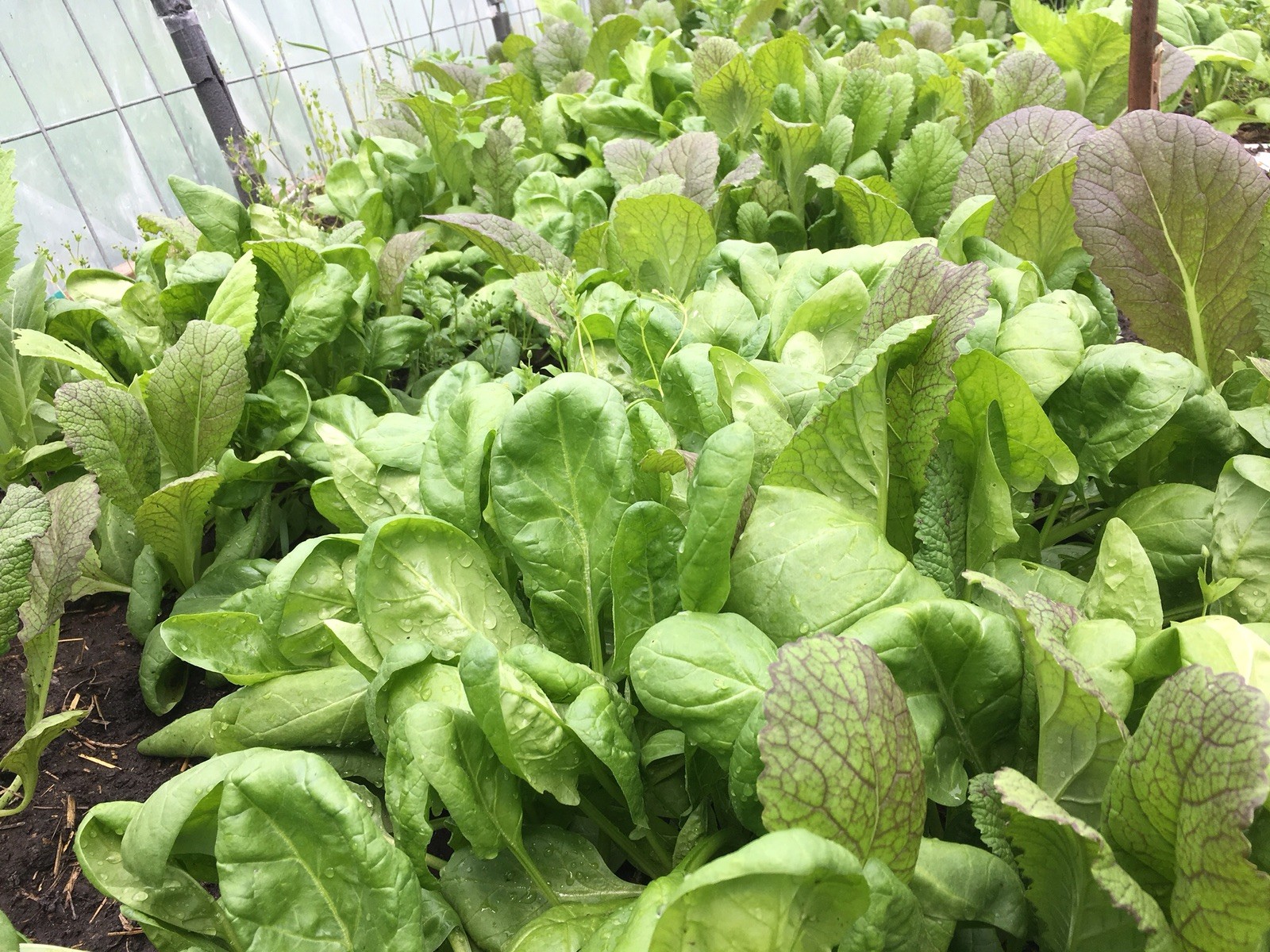 3000+ 7G heirloom Japanese Red Giant Mustard Green seeds 日本大紫芥菜 からしな Karashina