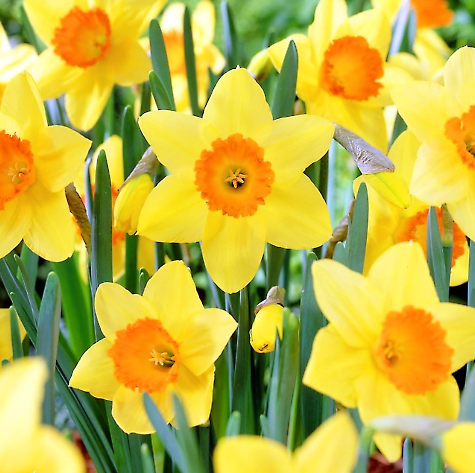 (10-PACK) Daffodil bulbs – Trumpet Mix; Red-Devon or similar *SPRING BLOOMS*