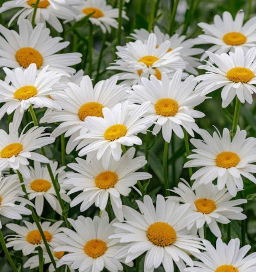 500+ Ox Eye Daisy Seeds **Fresh Seeds** ~~Free Shipping~~