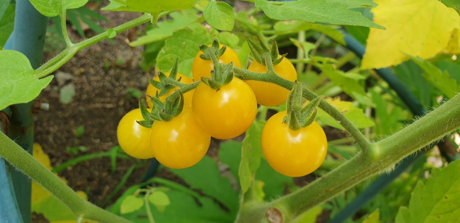 White Cherry Heirloom Tomato Seeds x 30 Minimum Plus Free Gift