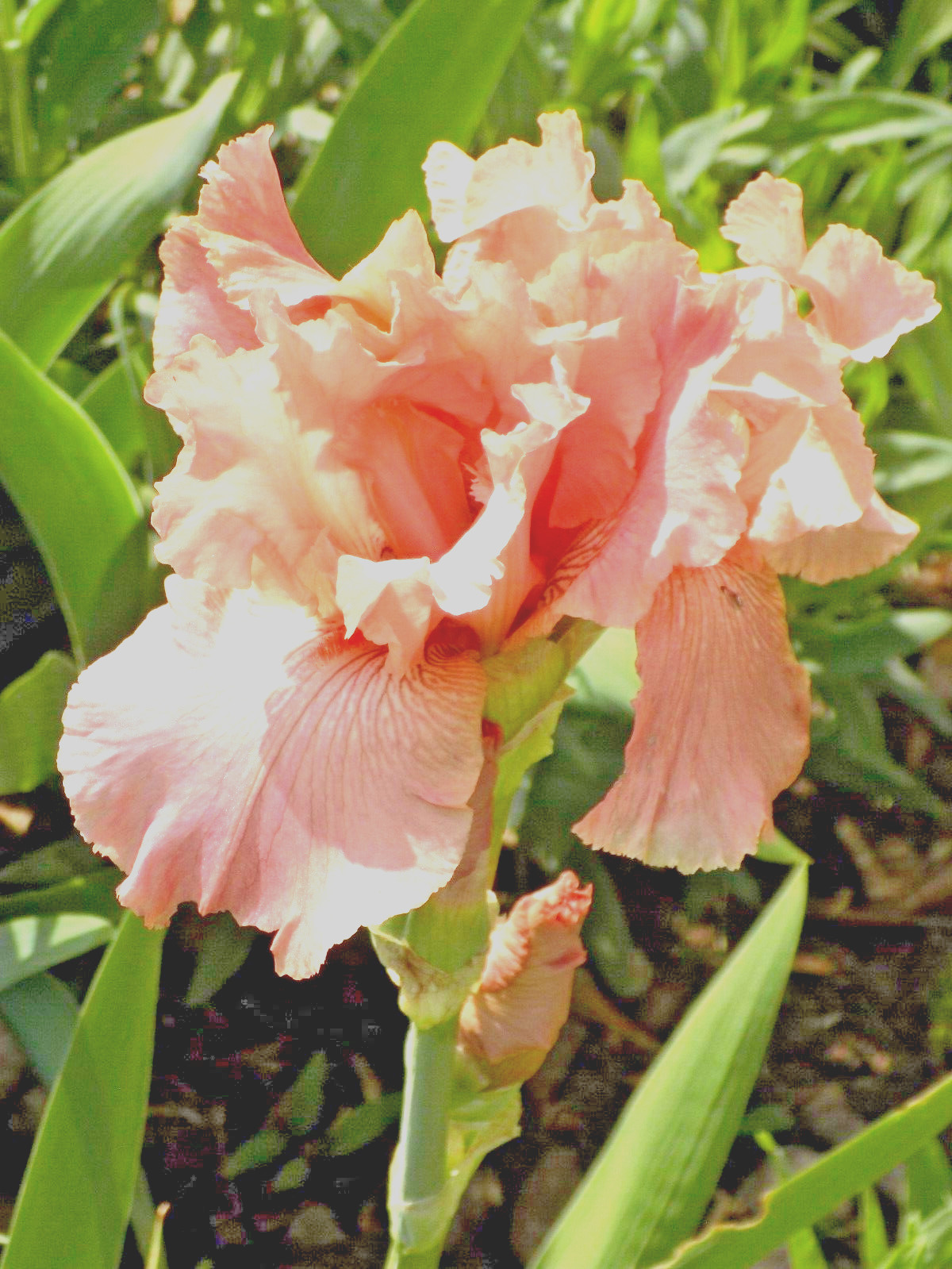 — WOW! GORGEOUS! & CHEAP!!! PINK IRIS “BEVERLY SILLS”