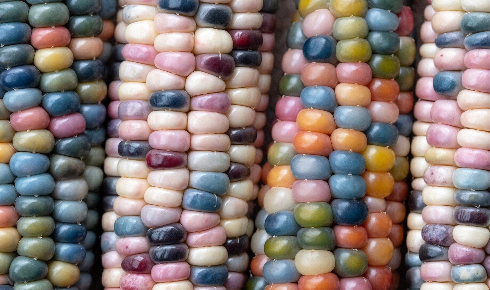30 GLASS GEM CORN Mixed Colors Ornamental Edible Zea Mays Heirloom Veggie Seeds