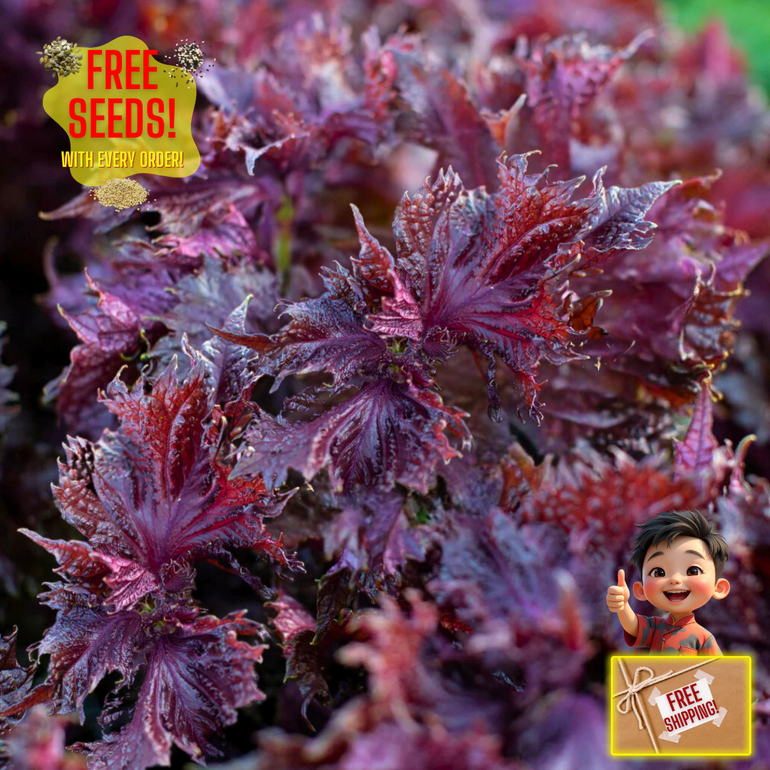 Fresh Purple Shiso Seeds | Zi Su | Kkaennip | Culinary | Herb | Asian Vegetable