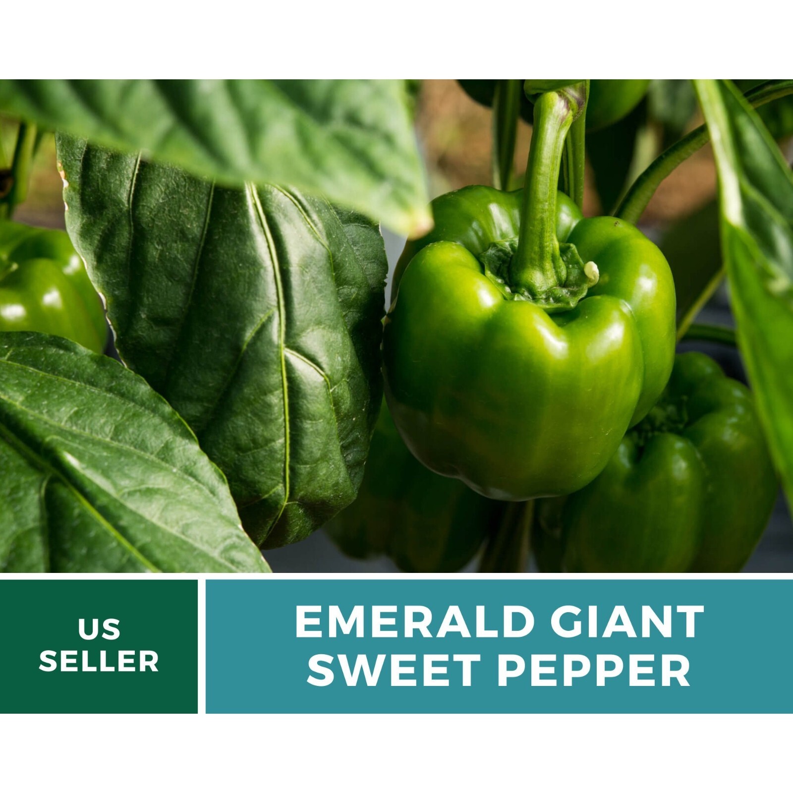Pepper, Emerald Giant Sweet Bell – 30 Seeds – Heirloom (Capsicum annuum)