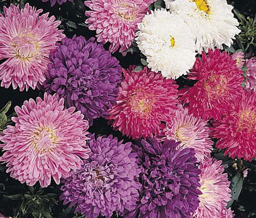 ASTER MILADY MIXED COLORS DWARF Callistephus Chinensis – 200 Bulk Seeds