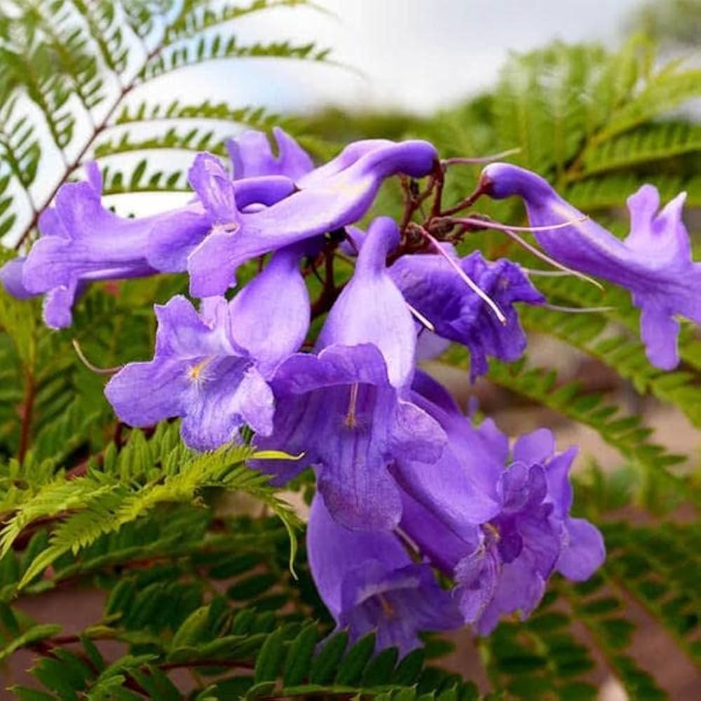 Jacaranda Mimosifolia Bonsai Tree Seeds (1,000 Seeds) + Growing Instructions