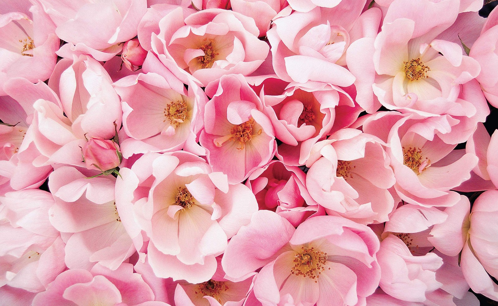 Blushing Knock Out Reblooming Rose – #3 Container, Light Pink Flowers