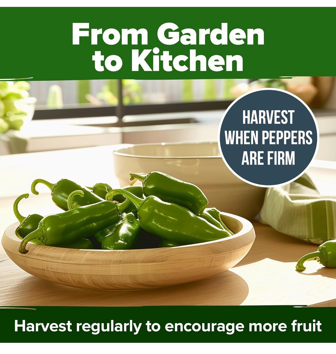 🍀Early Jalapeno Pepper Seeds 25+ Hot Spicy Salsa Garden Heirloom Non-GMO 🇺🇸