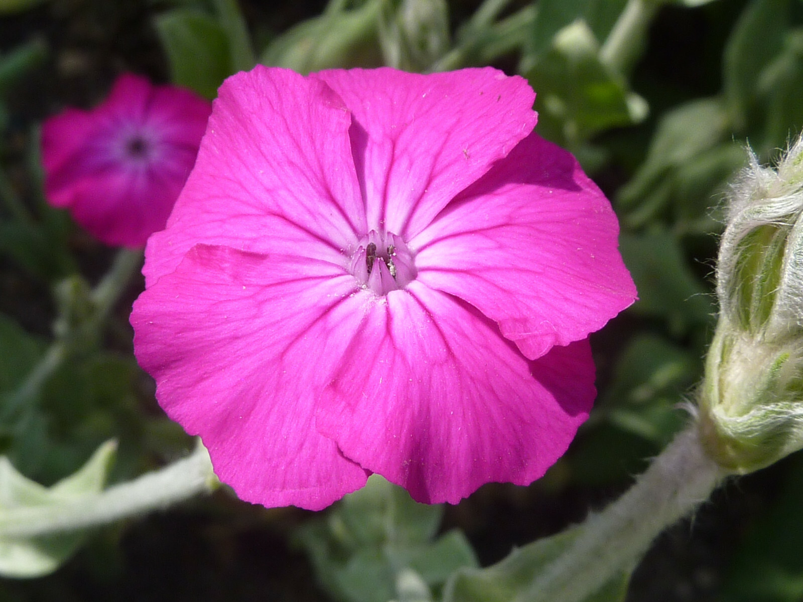 ROSE CAMPION 155 SEEDS, MAGENTA FLOWERS, FUZZY WHITE LEAVES, LYCHNIS CORONARIA