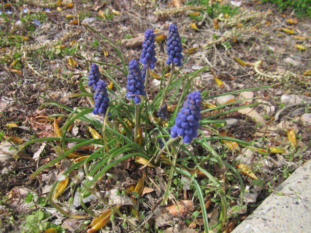 Grape hyacinth (Muscari armeniacum) – ornamental edible flower – 50 bulbs