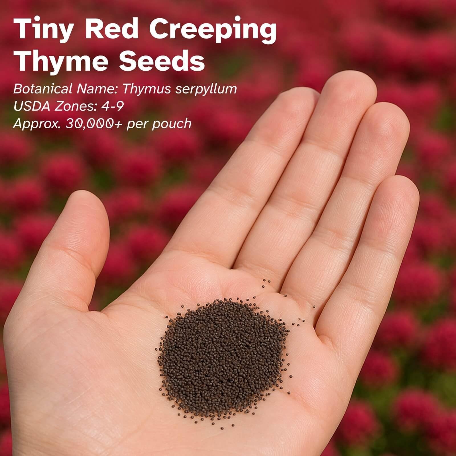 30,000 Tiny Red Creeping Thyme Seeds (Thymus praecox) – Bulk Perennial Ground…