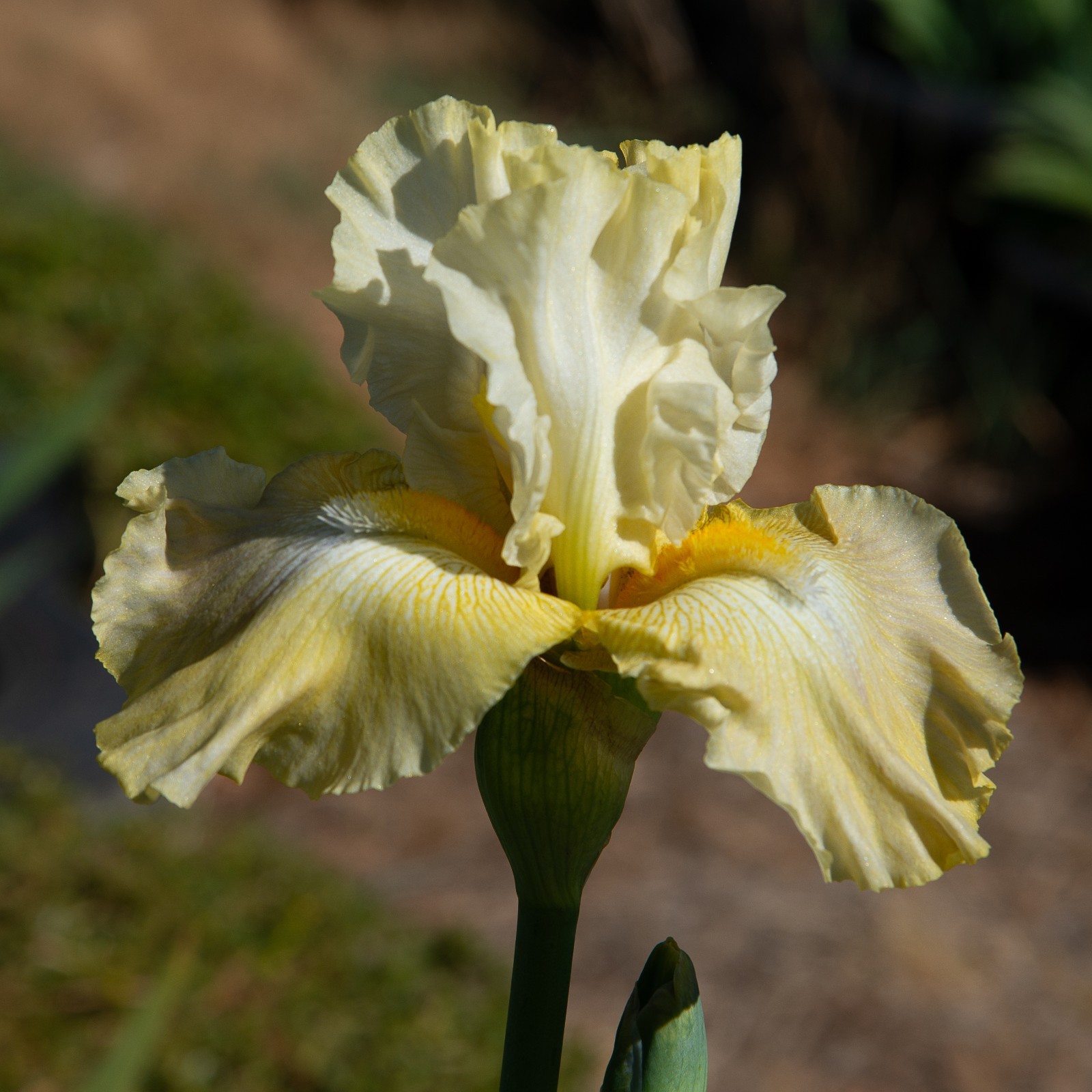 **Again & Again** Tall Bearded Iris. Pre-Order, Combined Shipping: Jul – Sep