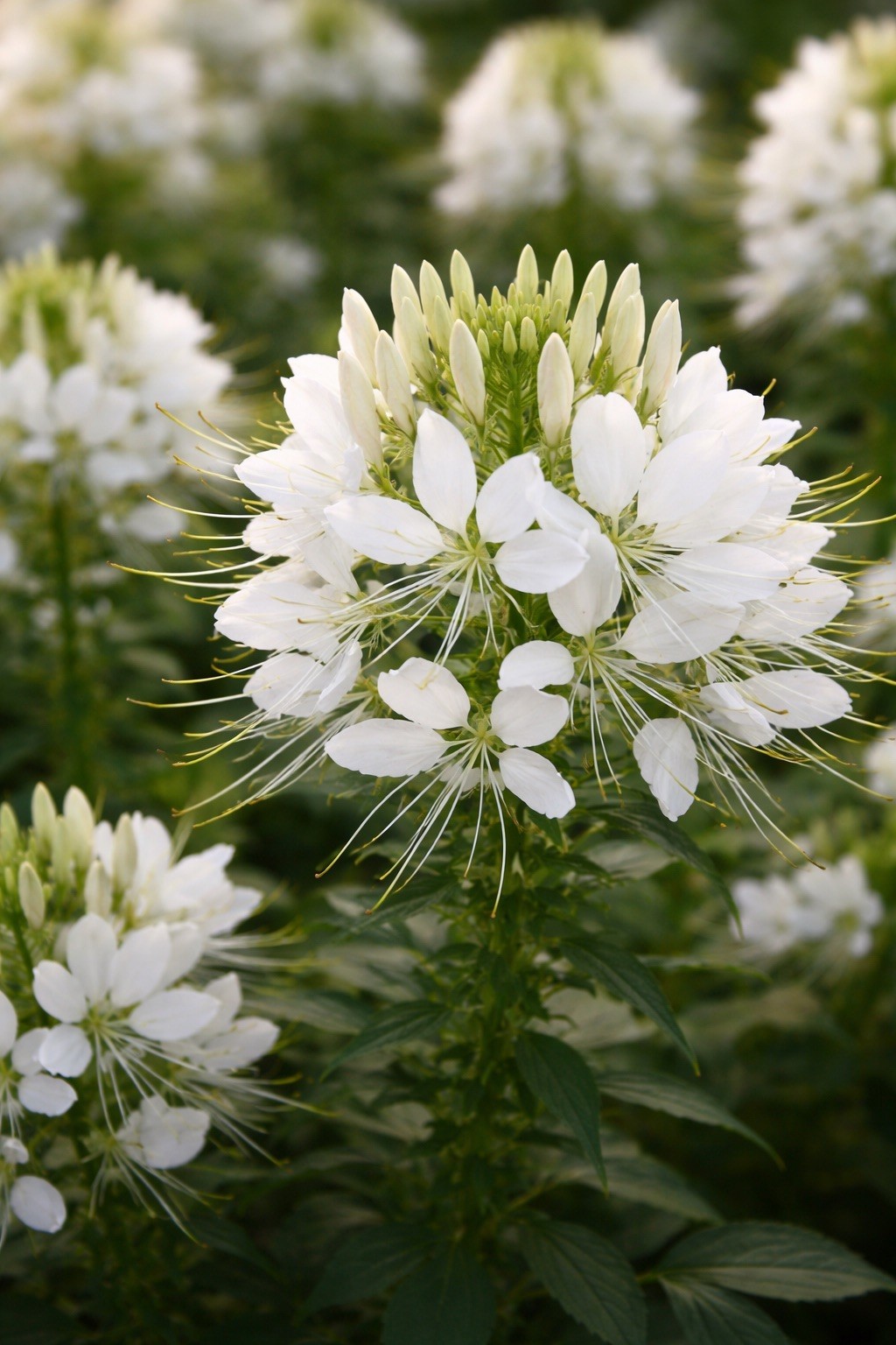 White Spider Flower Seeds Cleome Garden Moon Easy to Grow 100 Seeds fresh 👀👍
