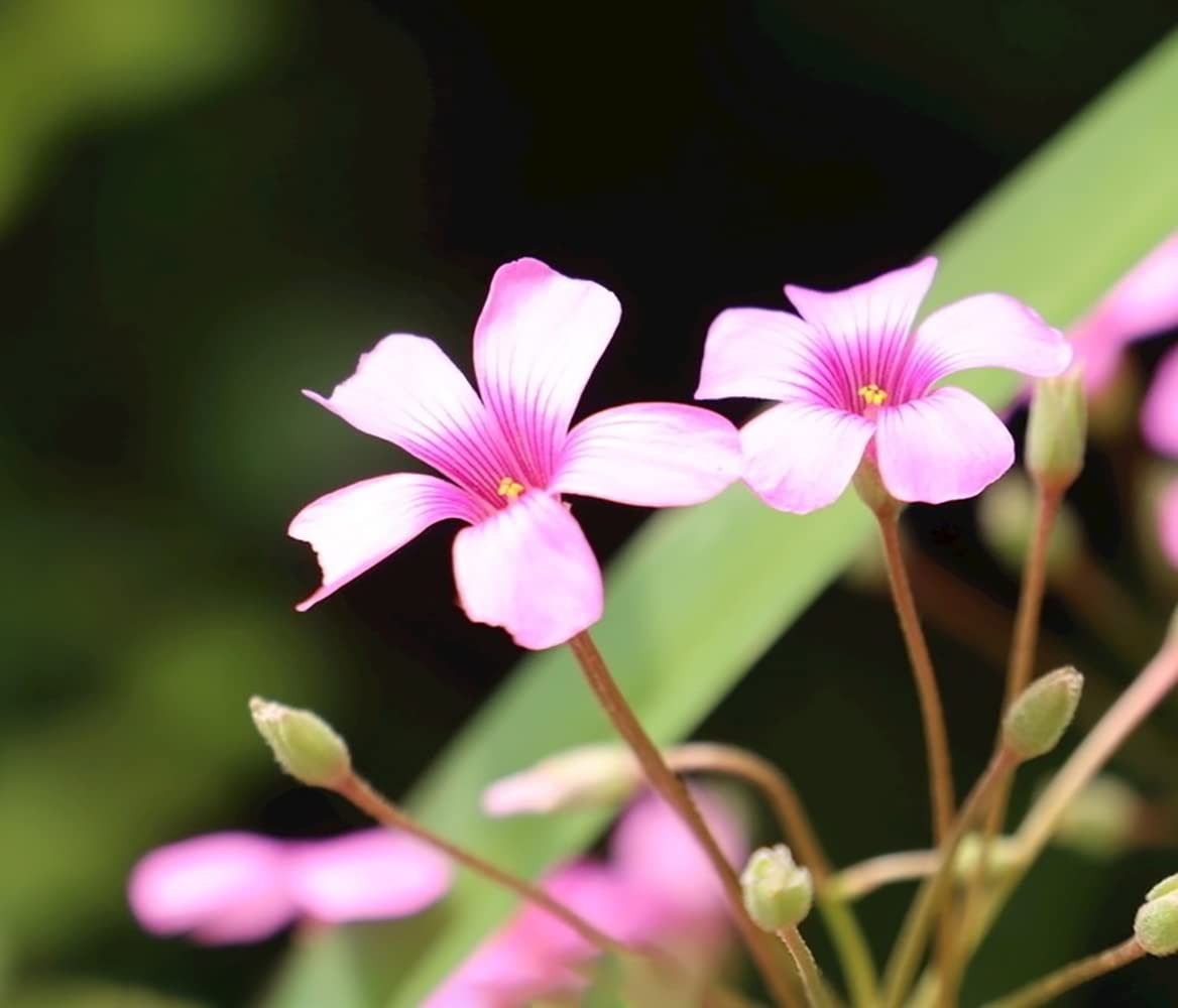 Green Shamrock Bulbs 15 Luck Oxalis to Plant, Easy