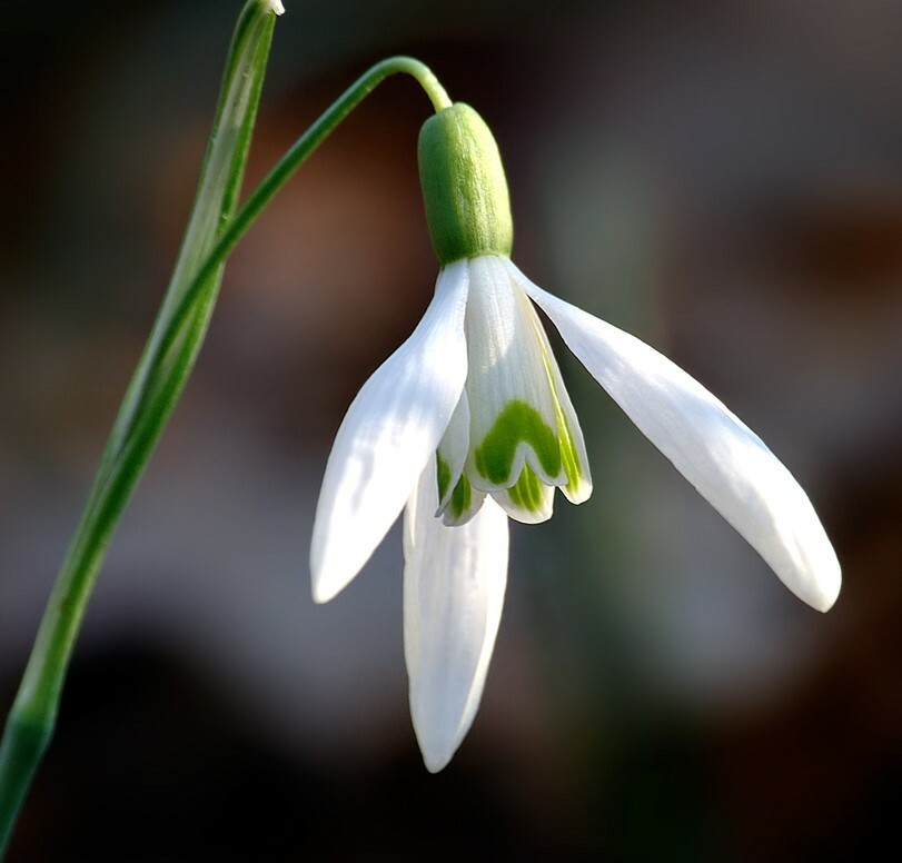 GIANT FLOWERING SNOWDROPS-GALANTHUS Flower Bulb Pretty Flowers, Check Our Store