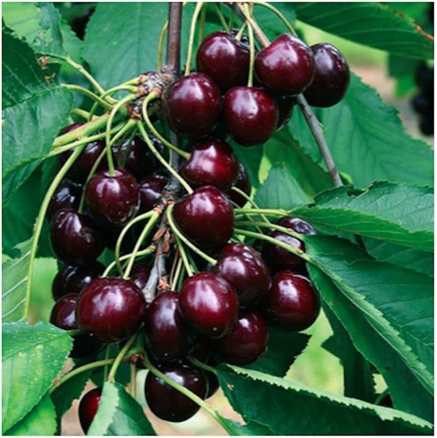 10+ BLACK /RAINIER CHERRY SEEDS | SWEET EDIBLE FRUIT | USA Native Tree
