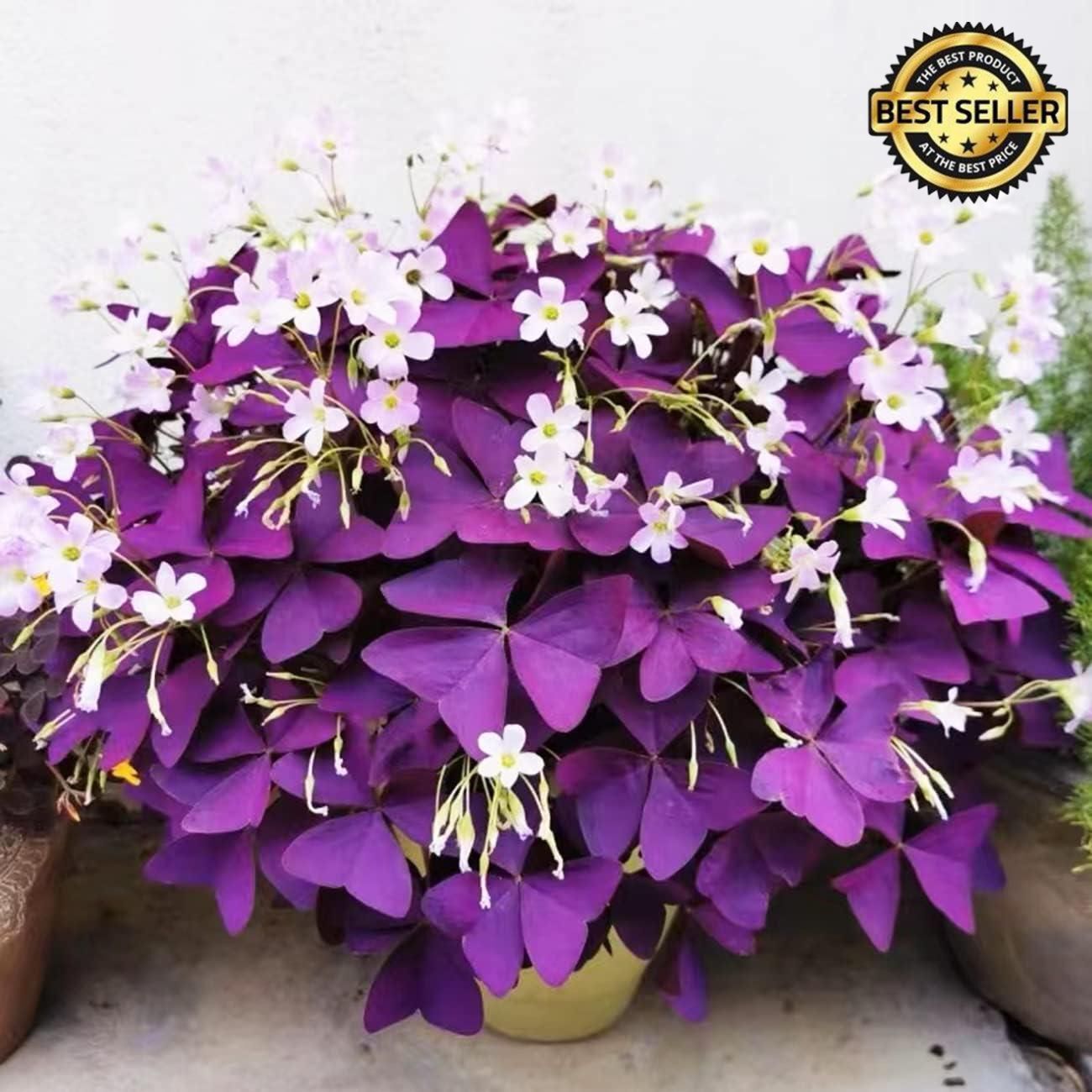 10 Pcs Purple Shamrock Bulbs Seeds Oxalis Triangularis Organic Bulbs Plants Se..