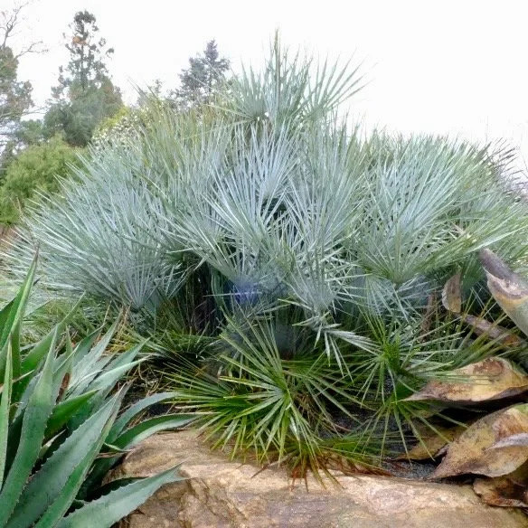 Mexican Blue Hesper Palm Tree Seeds ~ Brahea Armata ~ Mexican Blue Palm Tree ~