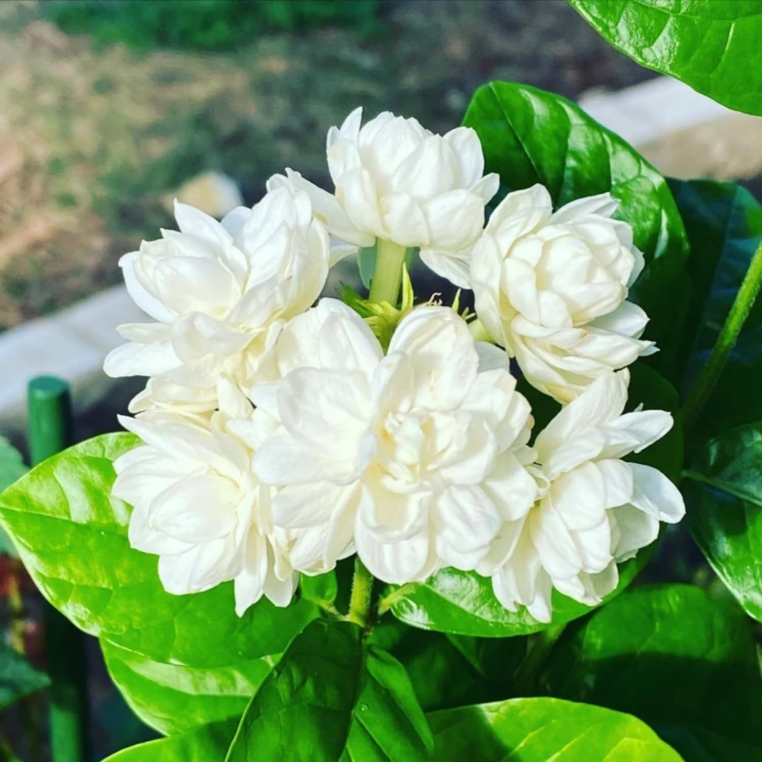 200+ Climbing Jasmine Flower Seeds | Non-GMO Fragrant Plant Seeds for Garde