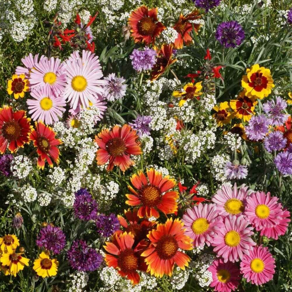 2000+BIRD & BUTTERFLY MIX Seeds 18 Native Wildflowers Annual Perennial Garden
