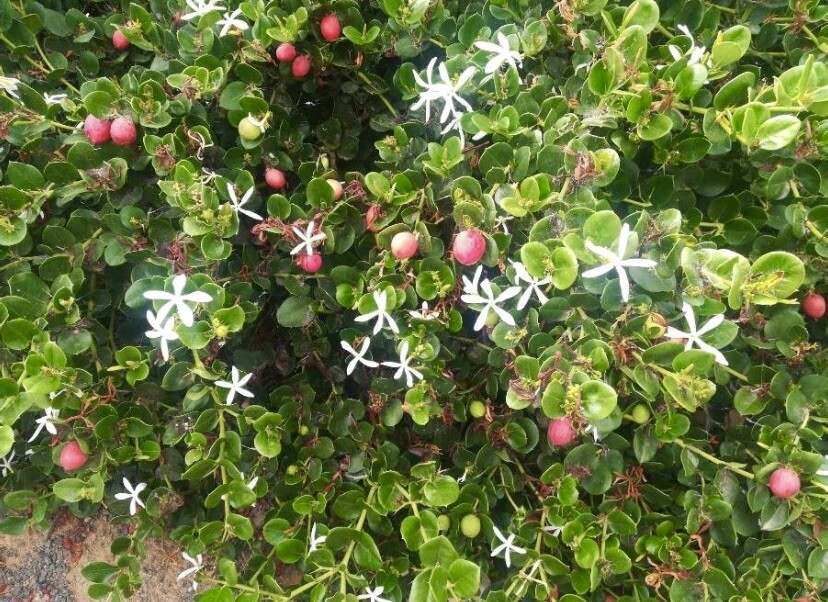 Natal Plum, Carissa Macrocarpa – 20 Seeds 2023 – USA seller