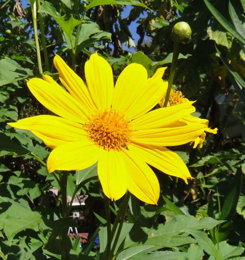 25 YELLOW TORCH MEXICAN SUNFLOWER Tithonia Speciosa Flower Seeds *Flat S/H