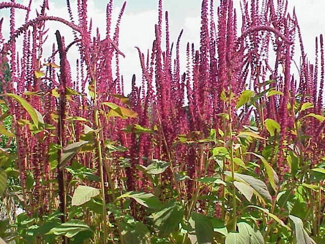 Amaranthus cruentus | Blood Amaranth | 100 Seeds