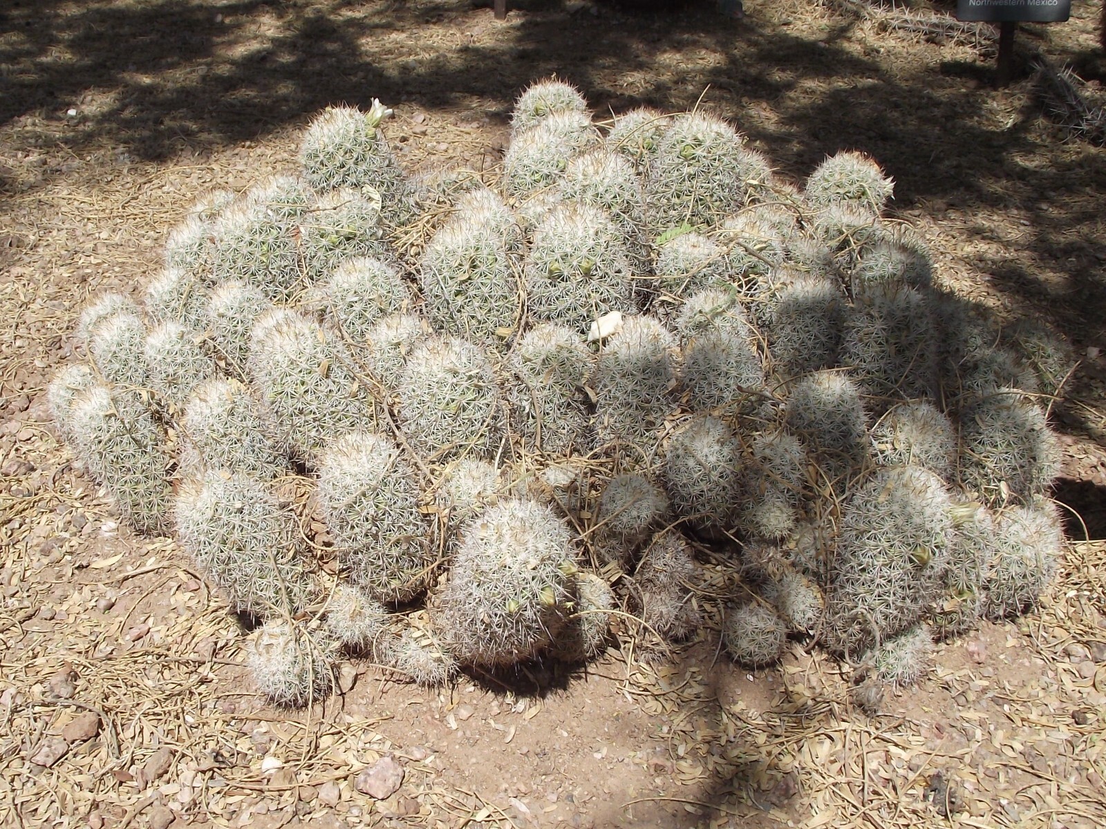 Mammillaria albicans 25 Seeds – Chalk Pygmy Cactus