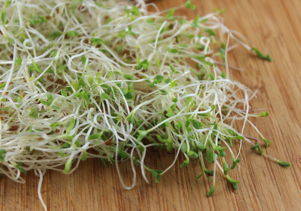 Alfalfa VNS Sprouting Organic Seeds Non-GMO, Healthy for Salads Etc