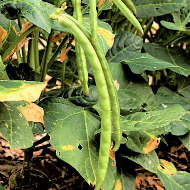 Black Eyed Pea Seeds | California No. 5 Blackeye Cowpea Fresh Cow Bean Seed 2024