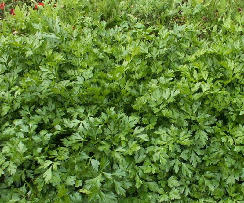 500 Italian Parsley Seeds Culinary Herb Heirloom