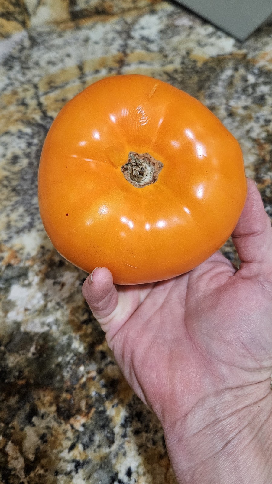 Orange Queen Tomato Seeds (30) / Organic / Florida Grown / Super Rare