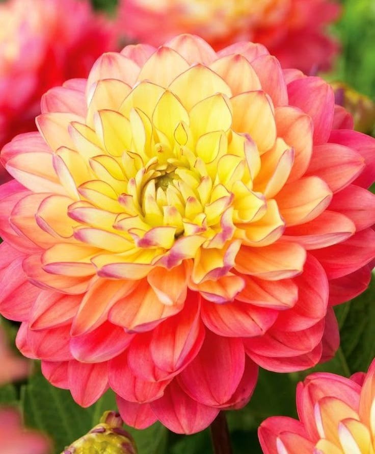25 Dahlia Seeds Perennial Heirloom Pollinator Flower Flowers “Great Silence”