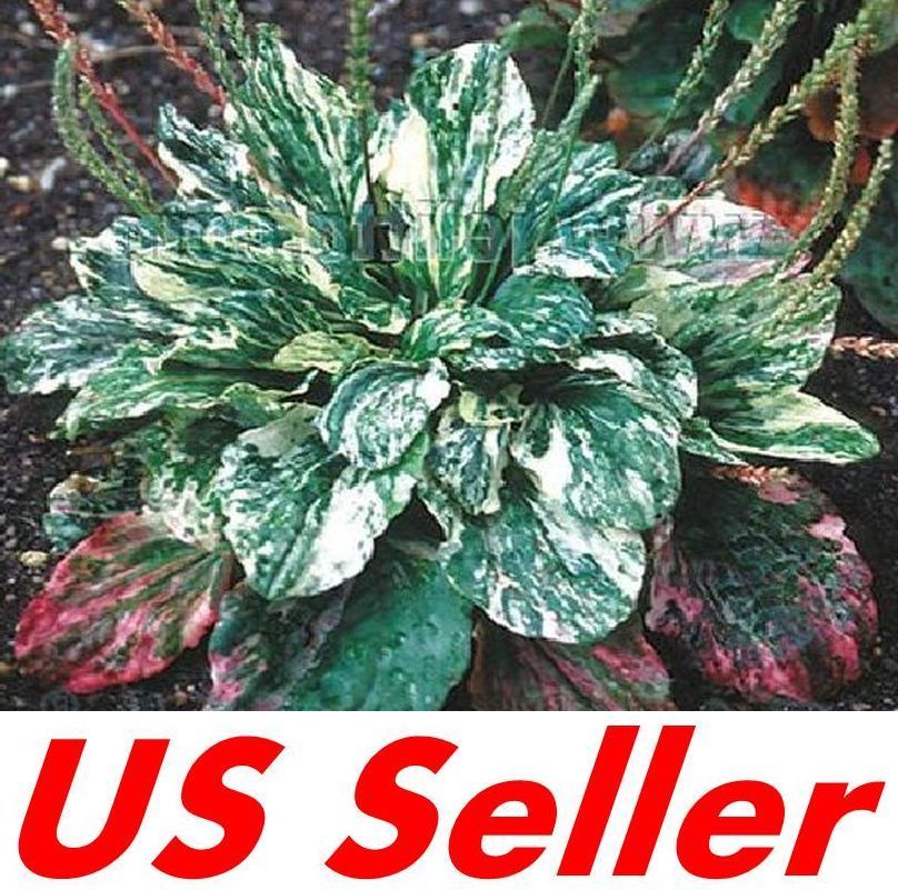 40 Seeds Plantain Seeds – Variega T60, Home Gardening Seeds