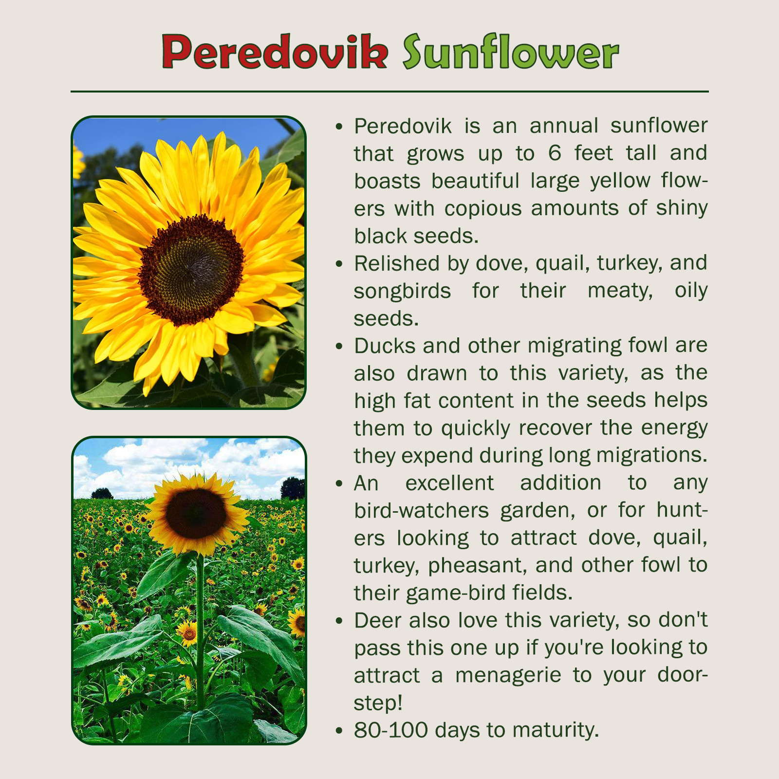 50 Peredovik Sunflower Seeds, Black Oil, Bird & Deer Attractor, Genuine USA