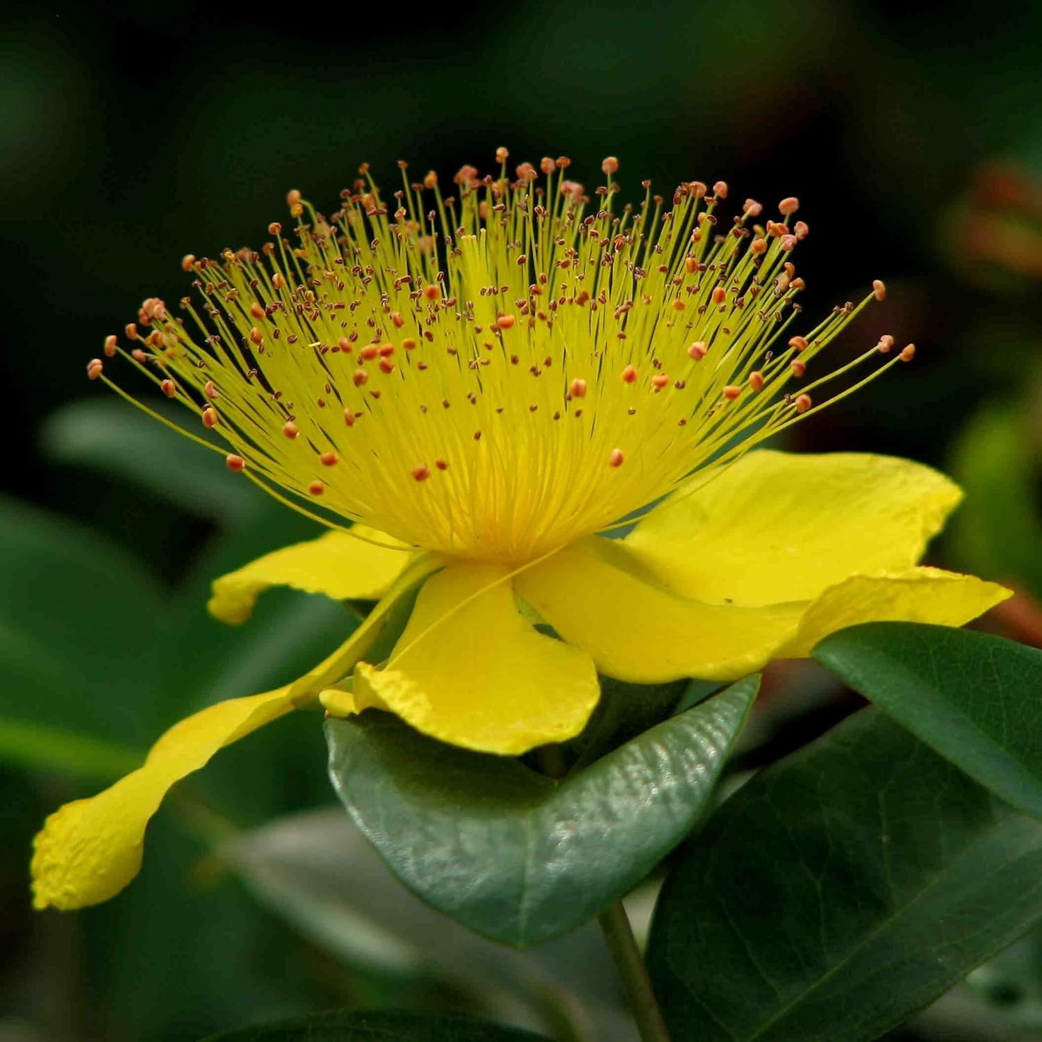 Plant 2000 Non-GMO St. John’s Wort Seeds – Attract Pollinators & Boost Wellness