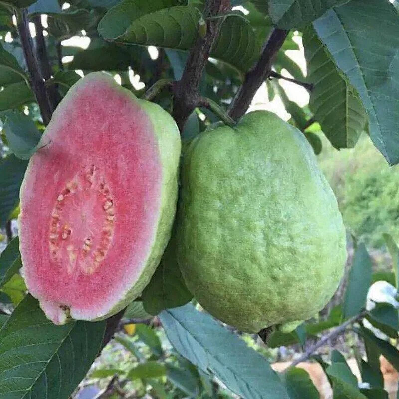 100 GIANT BANGKOK Red Guava Seeds (Psidium Guajava) Organic