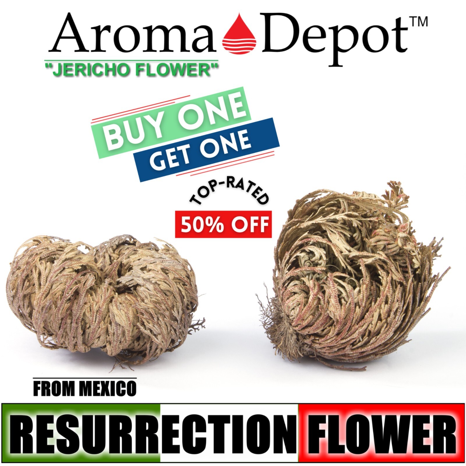 Rose of Jericho Flower Resurrection Rose Flor de Peña Selaginella Lepidoph Plant