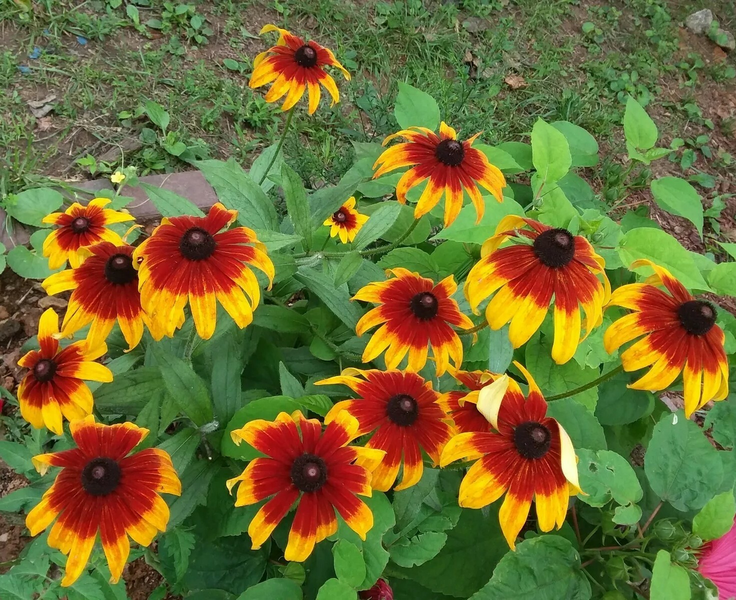 300+Native Perennial Large Daisy Seeds(Rudbeckia Hirta Gloriosa)Gold,Orange,Red.